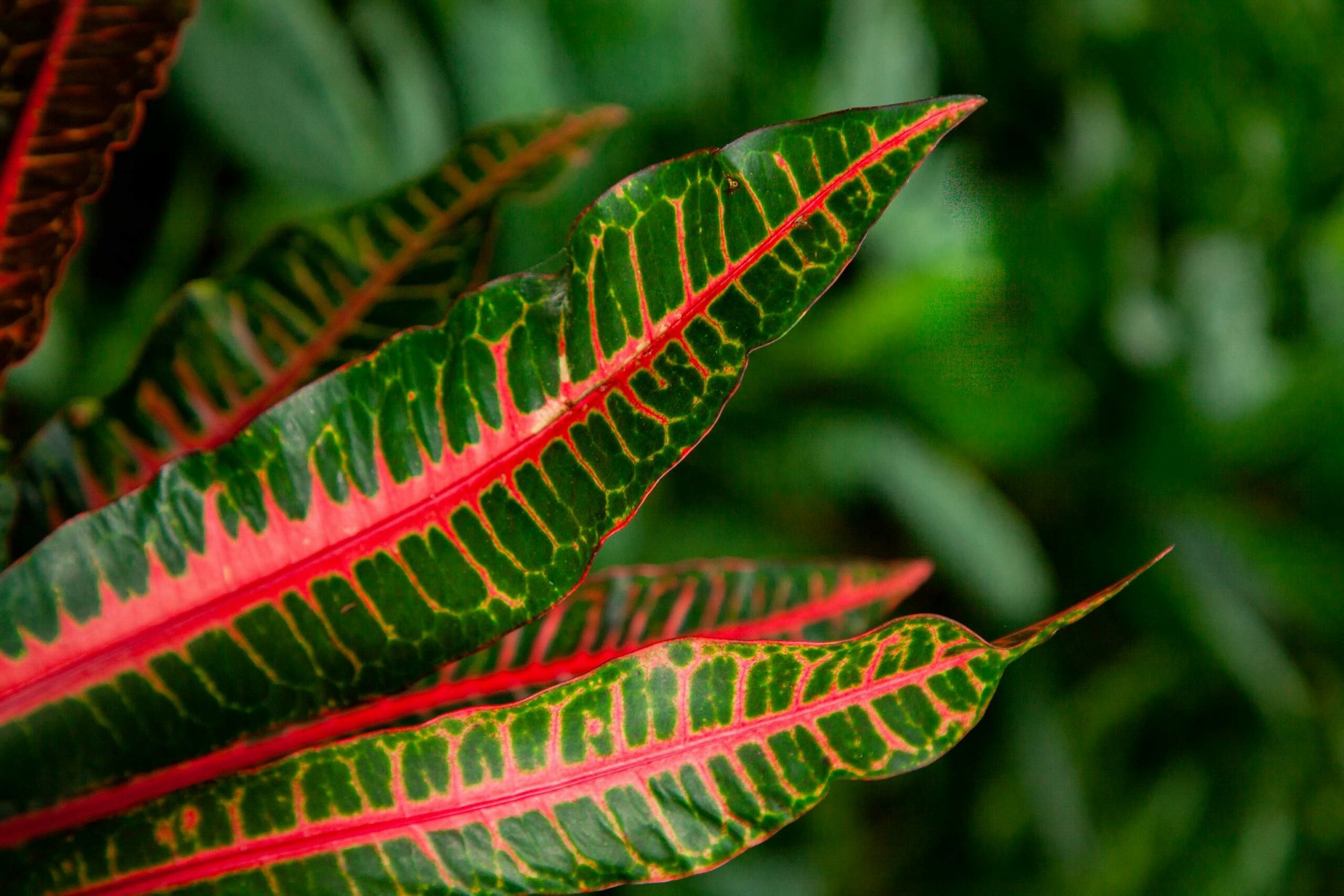 A nature photograph showcasing a green leaf with prominent crimson-red veins in the foreground, set against a blurred background of lush green foliage, highlighting the leaf's intricate beauty.